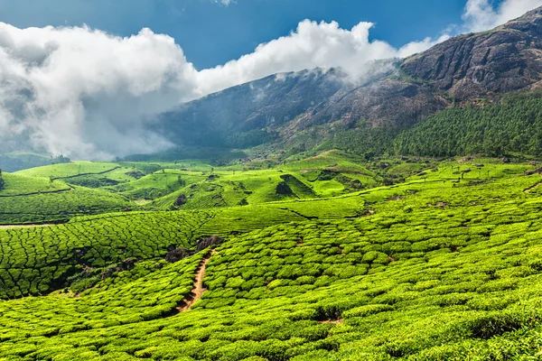 Plantaciones de té en India —  Fotos de Stock