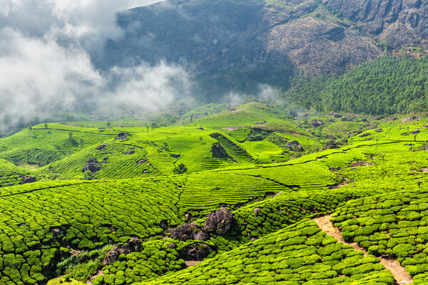 Чайные плантации, Муннар, штат Керала, Индия

