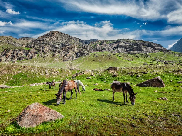 Himalayalar'da otlayan atlar — Stok fotoğraf