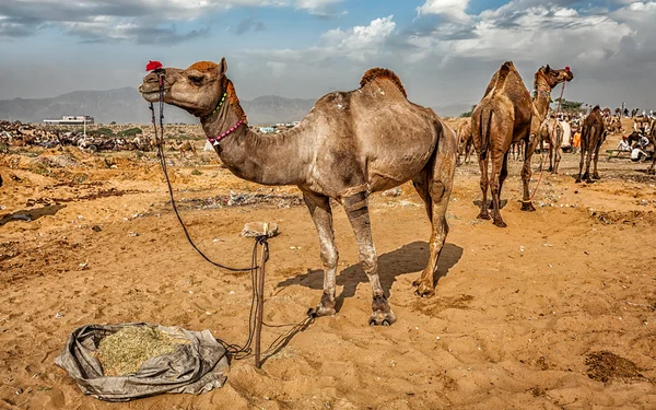 Camelos em Pushkar Mela Camel Fair, Índia — Fotografia de Stock