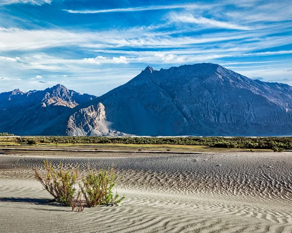 Sand dunes in Nubra valley, Ladakh — Stock Photo, Image