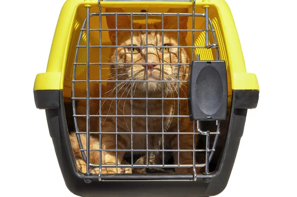 Cat in a closed container Stock Photo