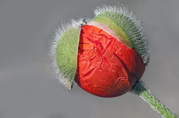 Harige poppy bud — Stockfoto
