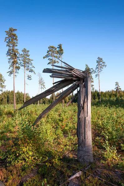 Träd — Stockfoto