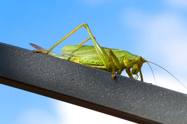 Locust — Stock Photo, Image