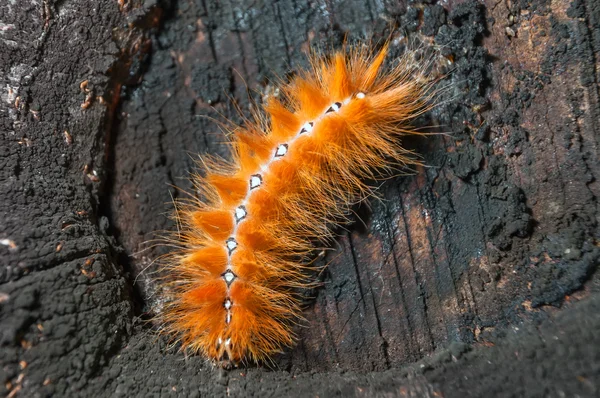 Caterpillar — Stock Photo, Image