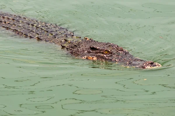 Crocodile — Stock Photo, Image