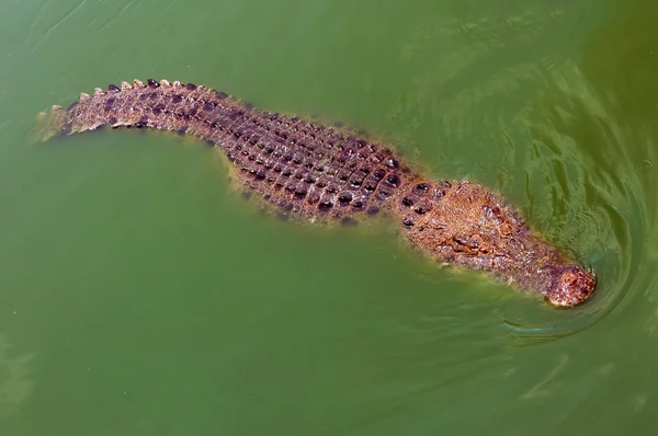 Crocodile — Stock Photo, Image