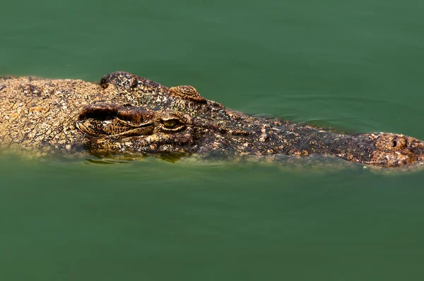 Crocodile — Stock Photo, Image