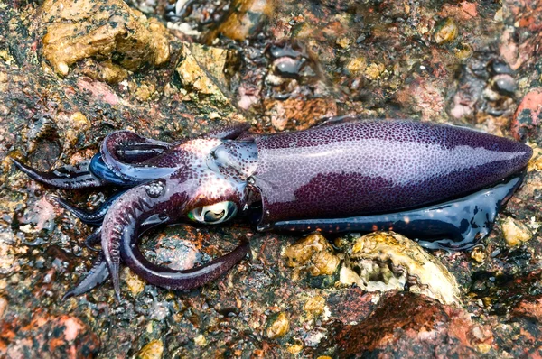 «Прямо пачками лежат»: на Сахалине берег заполнили живые кальмары