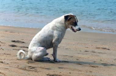 Köpekler