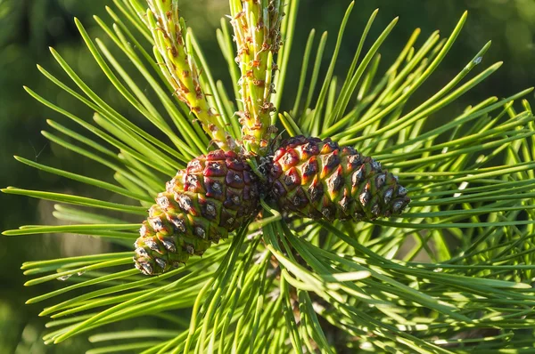 Fir cones — Stock Photo, Image