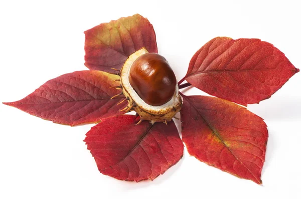 Chestnut on autumn leaves — Stock Photo, Image