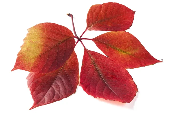 秋天的树叶颜色 — 图库照片