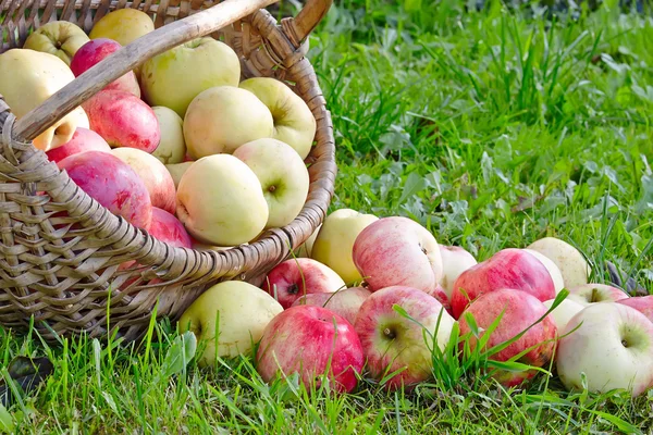 Bio-Äpfel im Korb. — Stockfoto