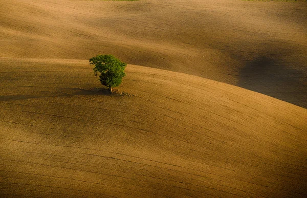 Yalnız ağaç — Stok fotoğraf