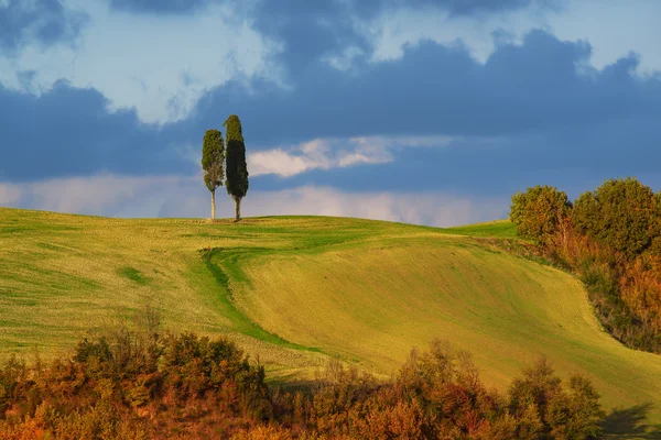 Landscape with trees — Stock Photo, Image