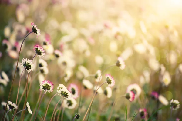 春のマーガレットの花 — ストック写真