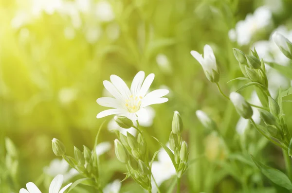 Flores blancas de primavera —  Fotos de Stock