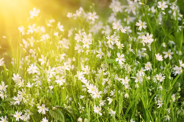 Weiße Frühlingsblumen — Stockfoto