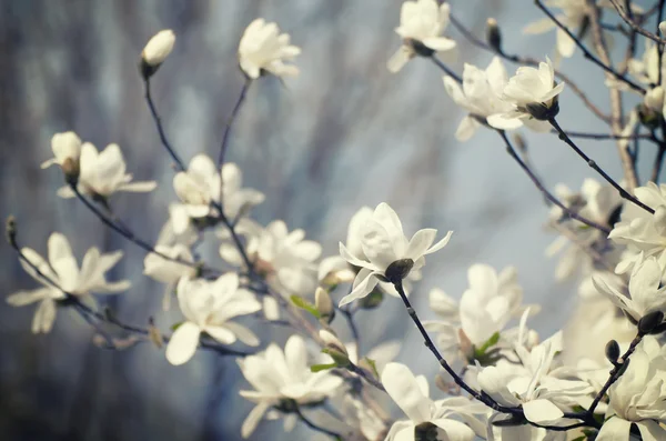 Magnolia vårblommor — Stockfoto