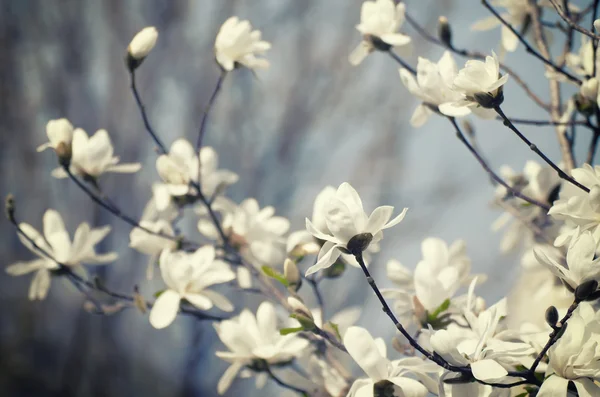 Magnolia bahar çiçekleri — Stok fotoğraf