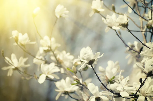 Magnolia flores de primavera — Foto de Stock