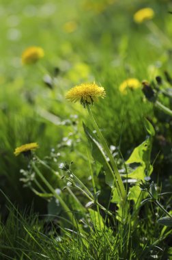 Karahindiba bahar çiçek