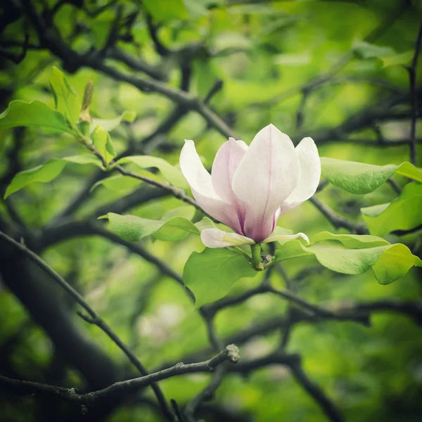 Magnolia biała kwiaty — Zdjęcie stockowe
