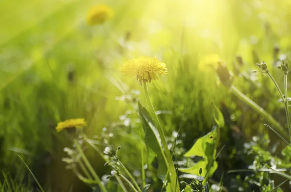 Păpădie floare de primăvară — Fotografie, imagine de stoc