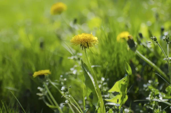 डेंडेलियन वसंत ऋतु फूल — स्टॉक फोटो, इमेज