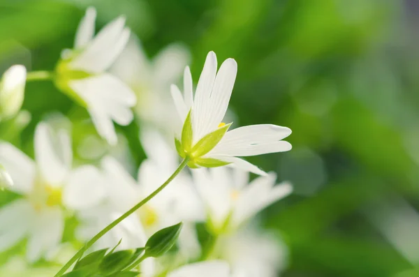 Flores blancas de primavera —  Fotos de Stock