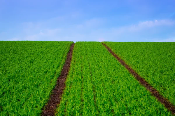 Campo di fagioli in primavera — Foto Stock