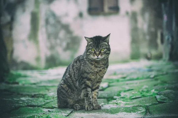 Портрет уличной кошки — стоковое фото