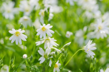 Beyaz bahar çiçekleri