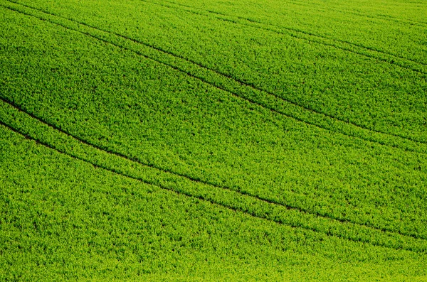 Erba verde campo sfondo — Foto Stock