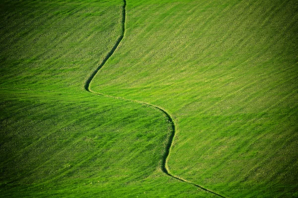 緑の牧草地の背景 — ストック写真