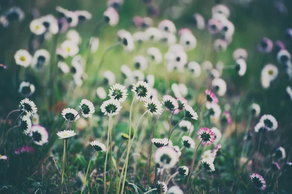 Primavera fiore di marguerite — Foto Stock