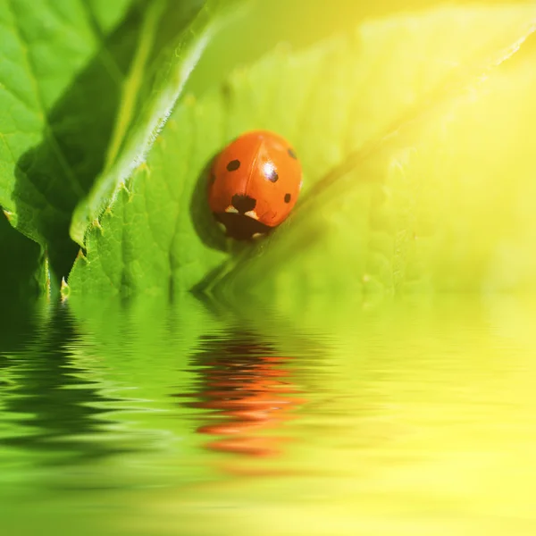 Ladybag en la hoja verde —  Fotos de Stock