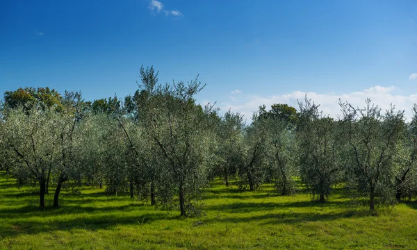 Olijfboom tuin — Stockfoto