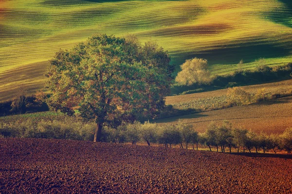 Toskana tarlaları ve ağaçları — Stok fotoğraf