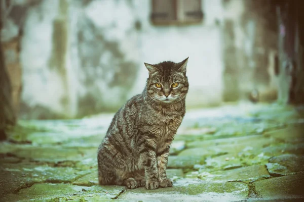 Портрет уличной кошки — стоковое фото