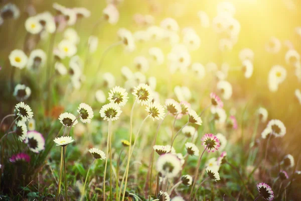 Printemps fleur de marguerite — Photo