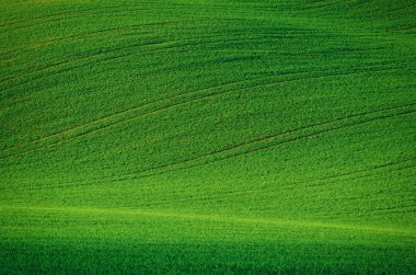 Yeşil çimen alanı arkaplanı