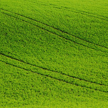 Yeşil çimen alanı arkaplanı