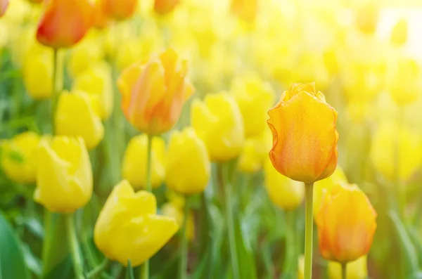Gele en rode bloemen — Stockfoto