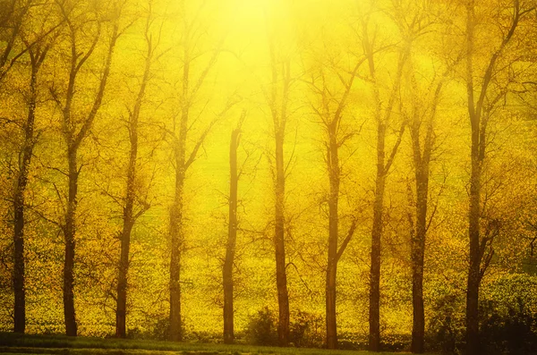 Güneşli ağaçlar satır — Stok fotoğraf