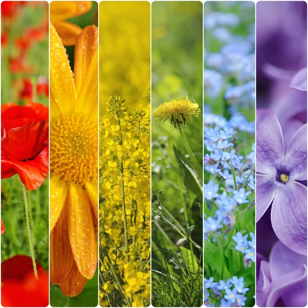 Colagem de flores de primavera — Fotografia de Stock