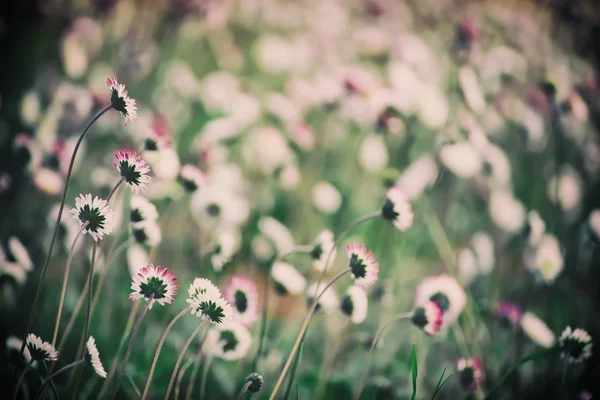 春のマーガレットの花 — ストック写真