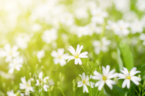 Fleurs blanches de printemps — Photo